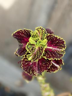 Ein Blatt wie ein Gemälde