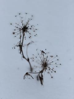 Schneefeld-Galaxien