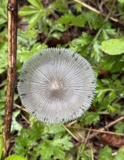 Rad der Natur
