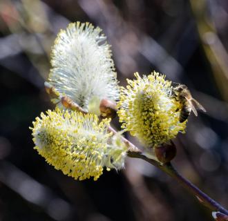 Bienenweide