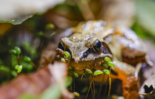 Waldfrosch
