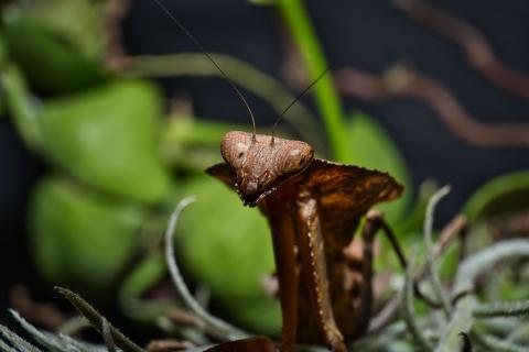 Totes Blatt Mantis