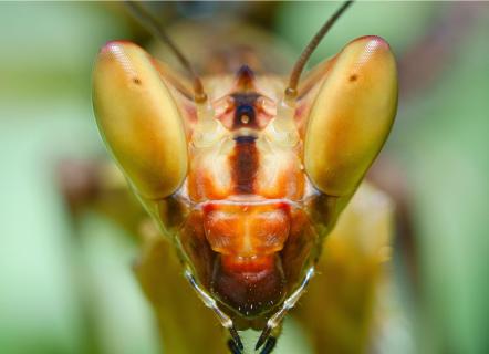 Blüten Mantis