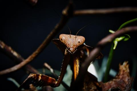 Totes Blatt Mantis