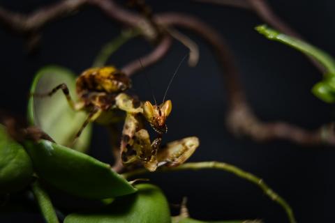 Blüten Mantis