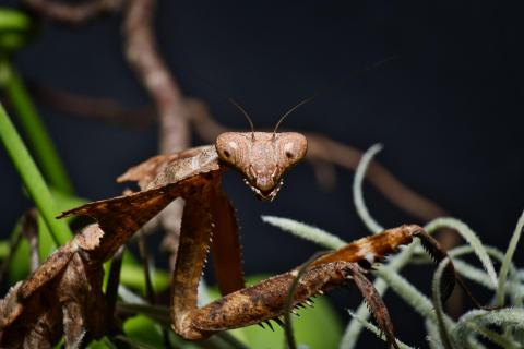 Totes Blatt Mantis