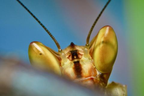 Blüten-Mantis