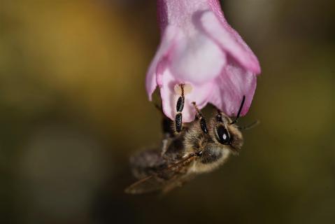 Bienen-close-up