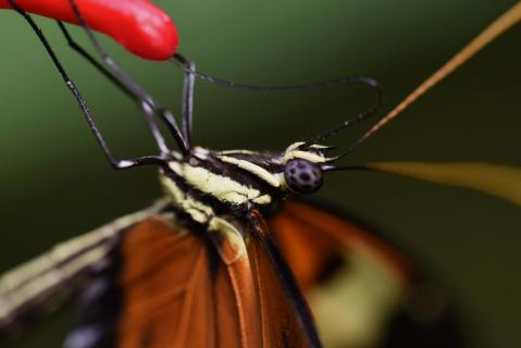 Schmetterling