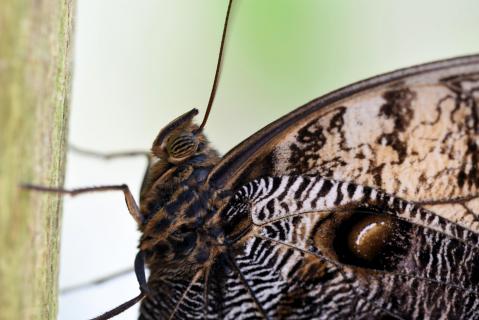 Flauschiger Schmetterling