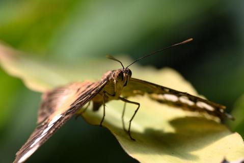Schmetterling
