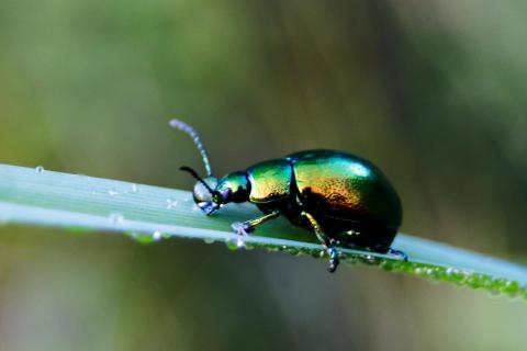 Käfer im Morgentau