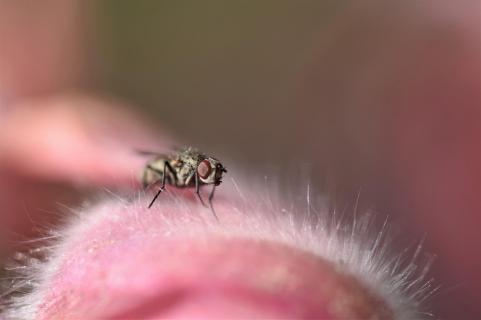 Fliege auf Küchenschelle