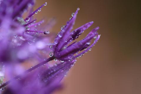 Allium - Kugellauch