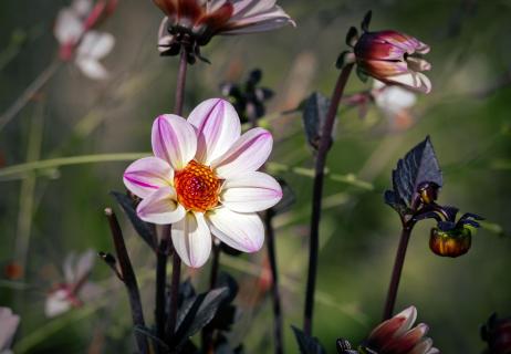 BLUME