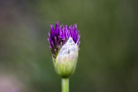 Allium