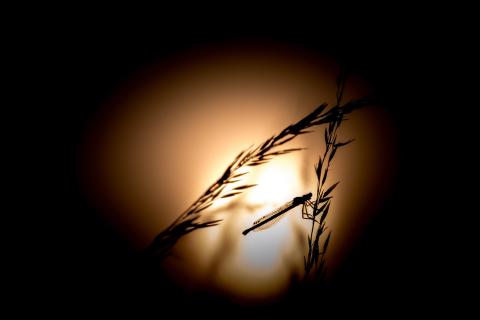 Silhouette einer Libelle im Abendlicht