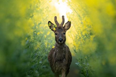 Wächter des goldenen Pfades