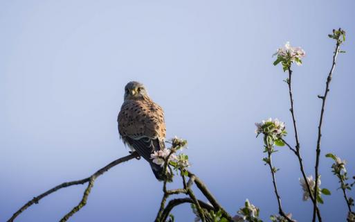Turmfalke im Frühlin