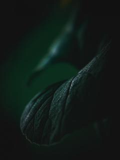 Melone