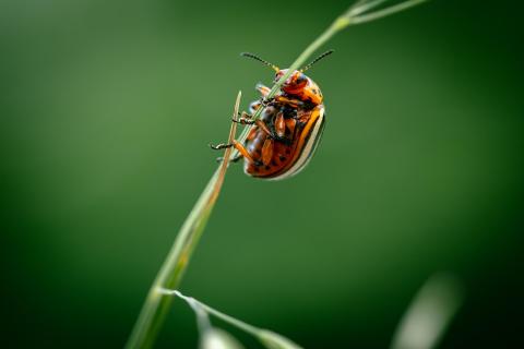 Käfer