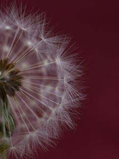 Pusteblume