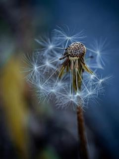 noch eine Pusteblume