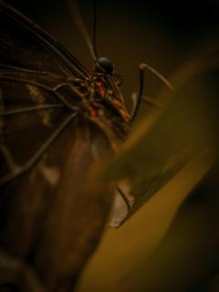 schmetterling