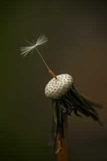 Pusteblume