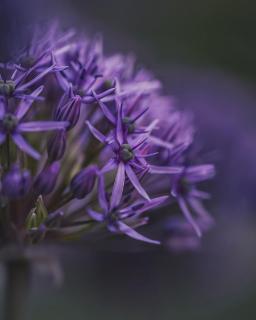Allium