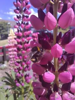 Hummel 