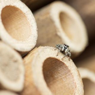 Springspinne am Insektenhotel