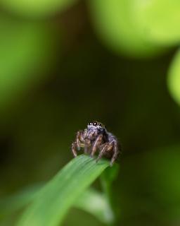 Springspinne im Wald