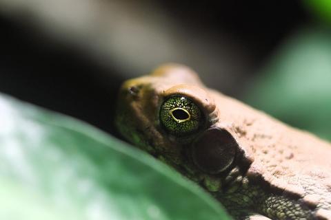 Hypnofrog