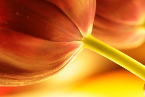 Tulpe, Makro