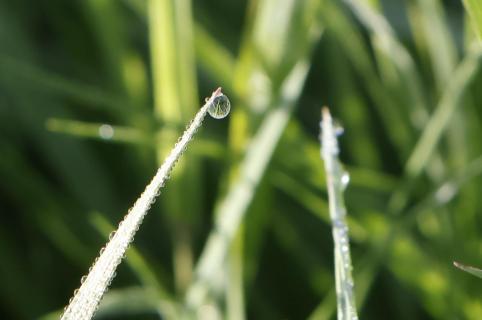 Wassertropfen, Tautropfen
