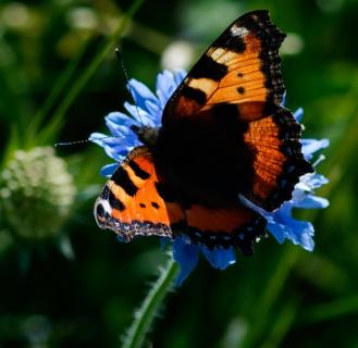 Schmetterling 