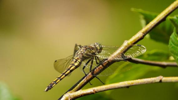 Libelle