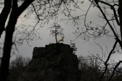Hirschsprung