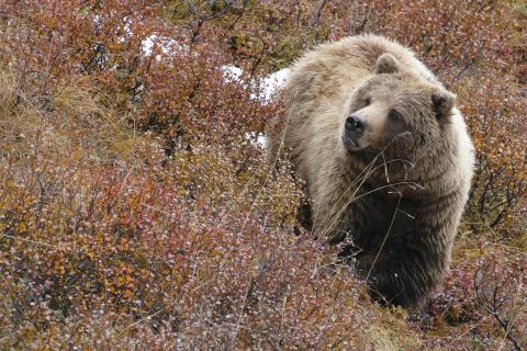 Grizzlybär