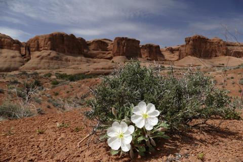 Wüsten Flora