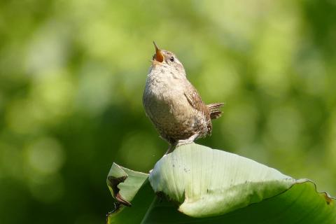 Zaunkönig bei Morgengesang