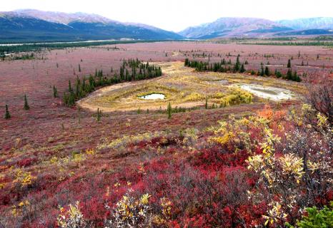 Herbst im Denali NP Alaska