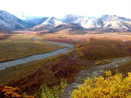 Herbst im Denali NP Alaska