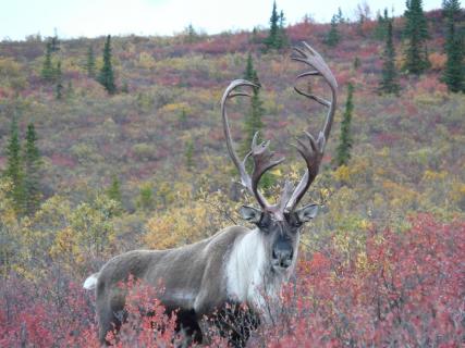 Caribou 