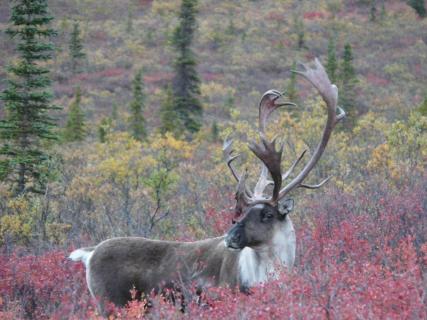 Caribou 
