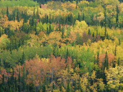 Farben des Herbstes