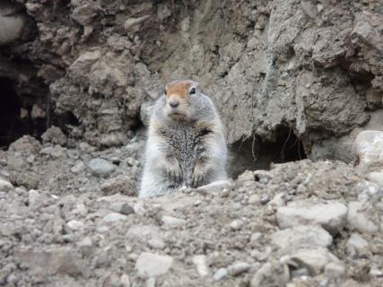 Erdhörnchen