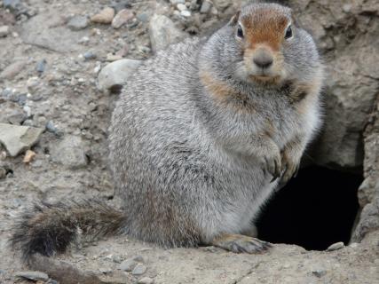 Erdhörnchen