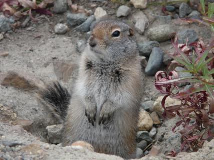 Erdhörnchen